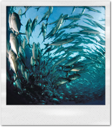 Red Sea School